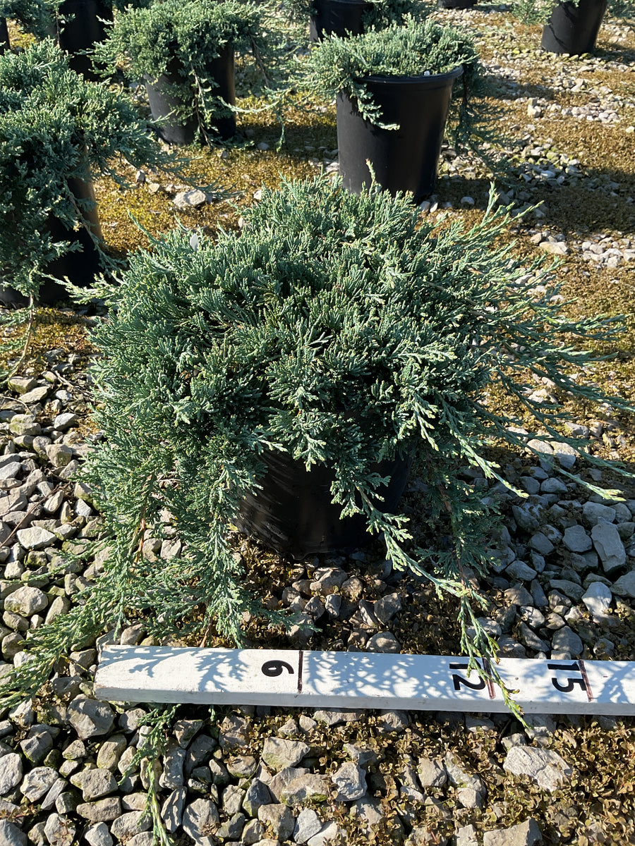 Juniperus horizontalis 'Wiltoni' â€” G2 10