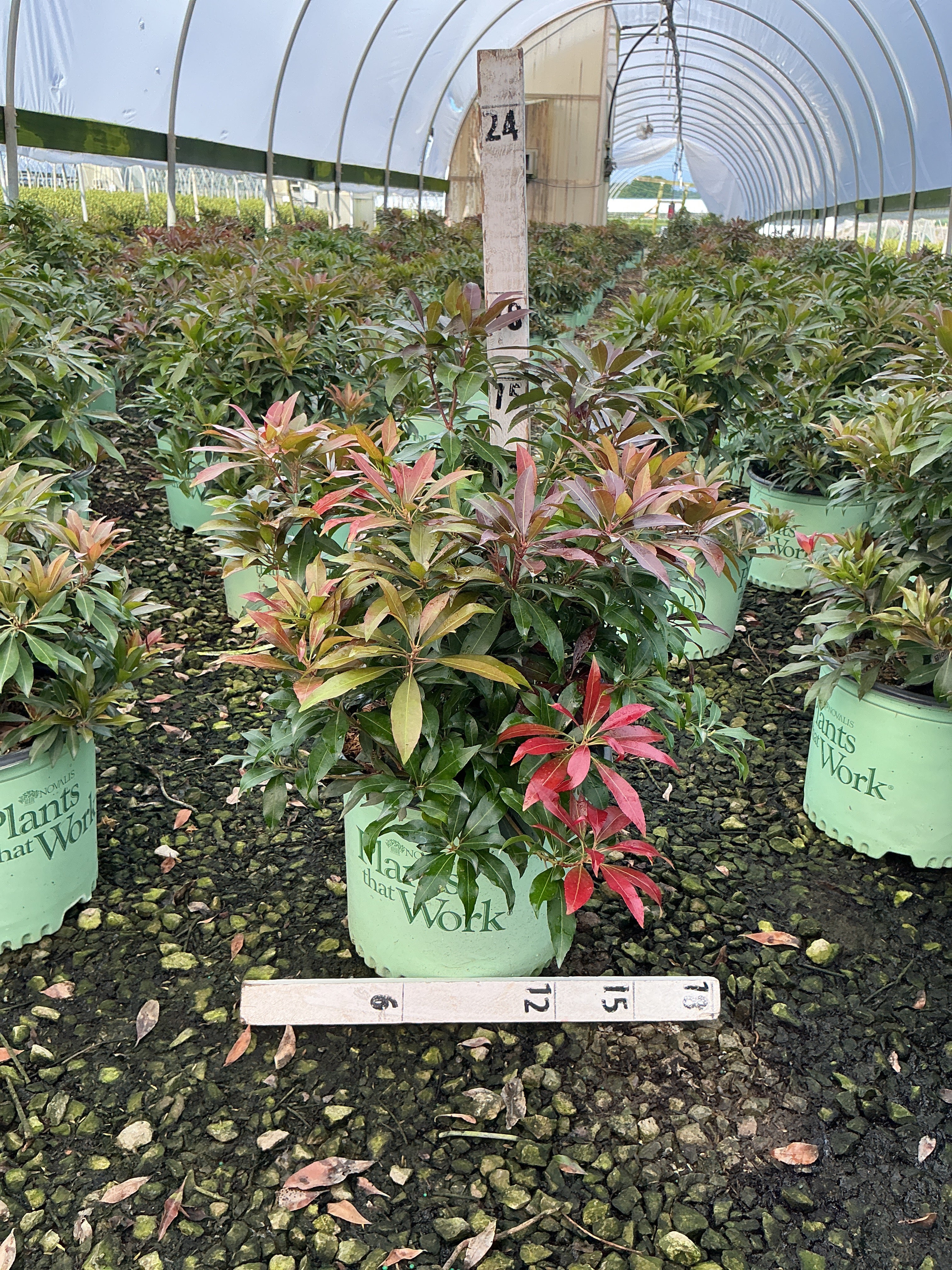 Pieris japonica 'Katsura'