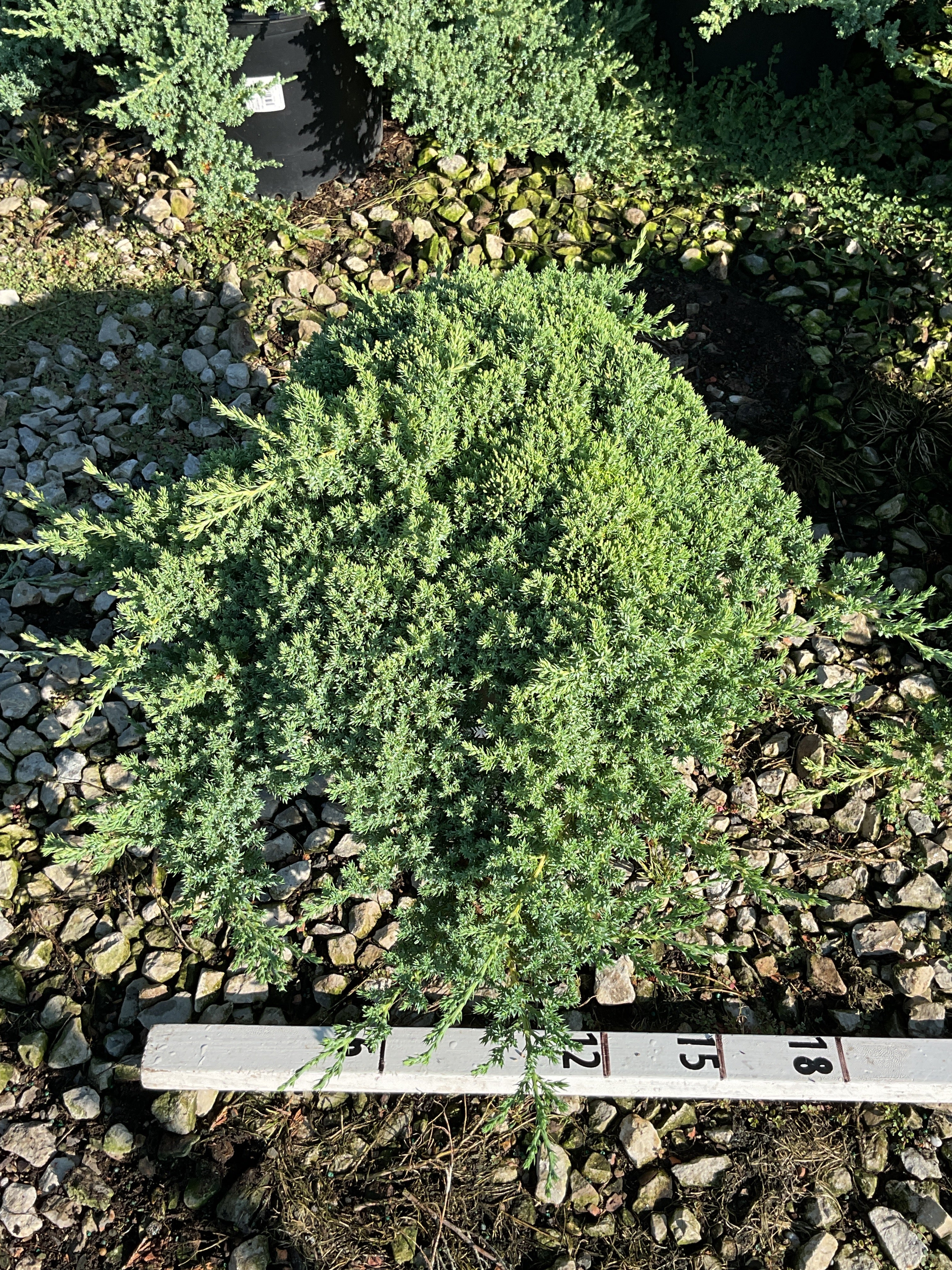 Juniperus chinensis 'Nana'