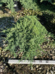 Juniperus chinensis 'Nana'