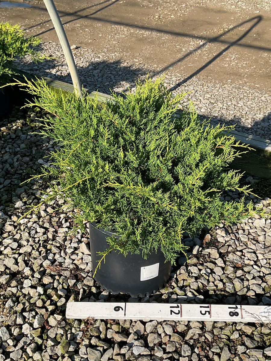 Juniperus chinensis 'Old Gold' â€” G3 12-15