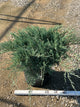 Juniperus virginiana 'Grey Owl'