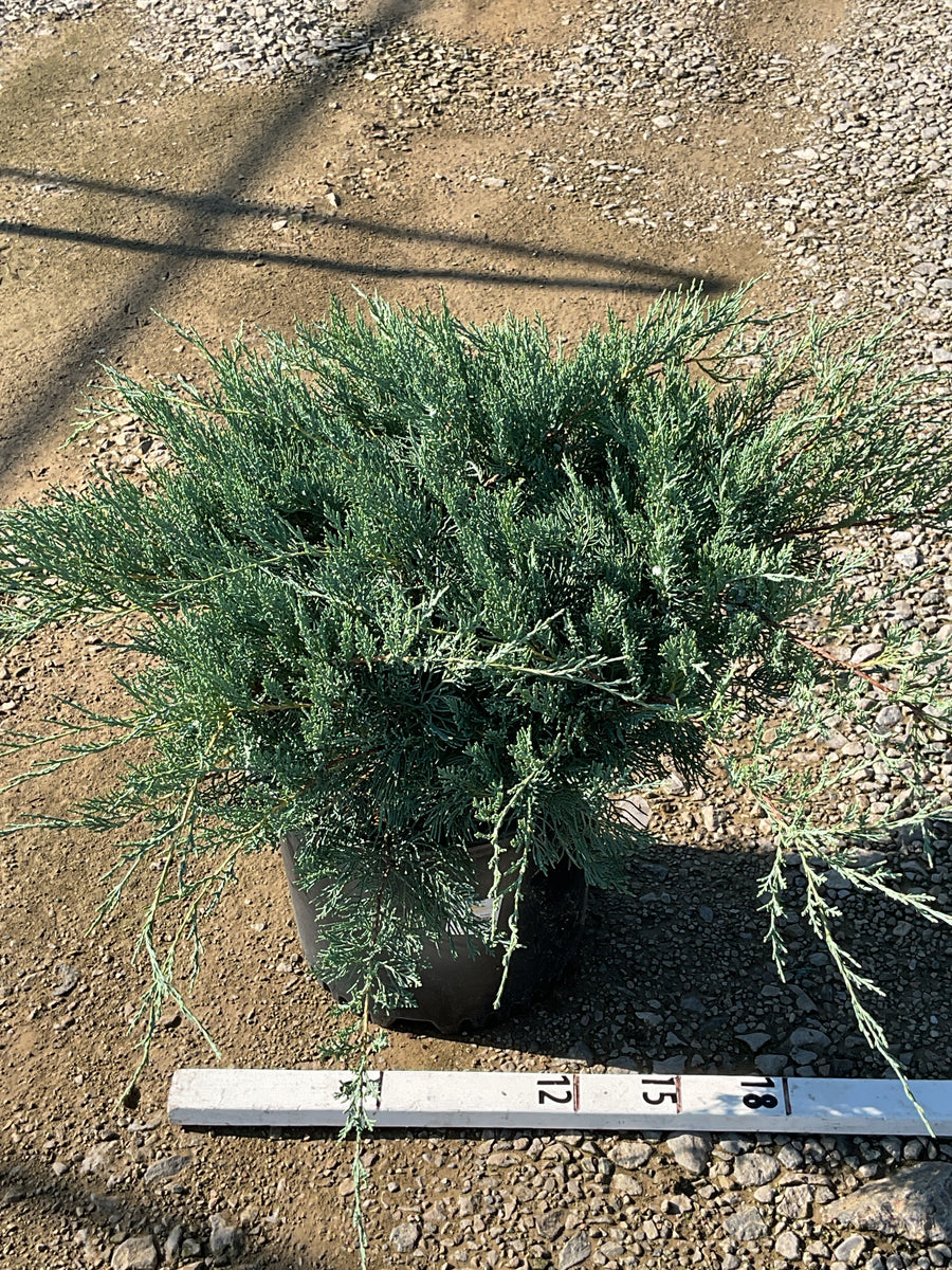 Juniperus virginiana 'Grey Owl' â€” G3 15