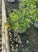 Coreopsis sunshine 'Superman'