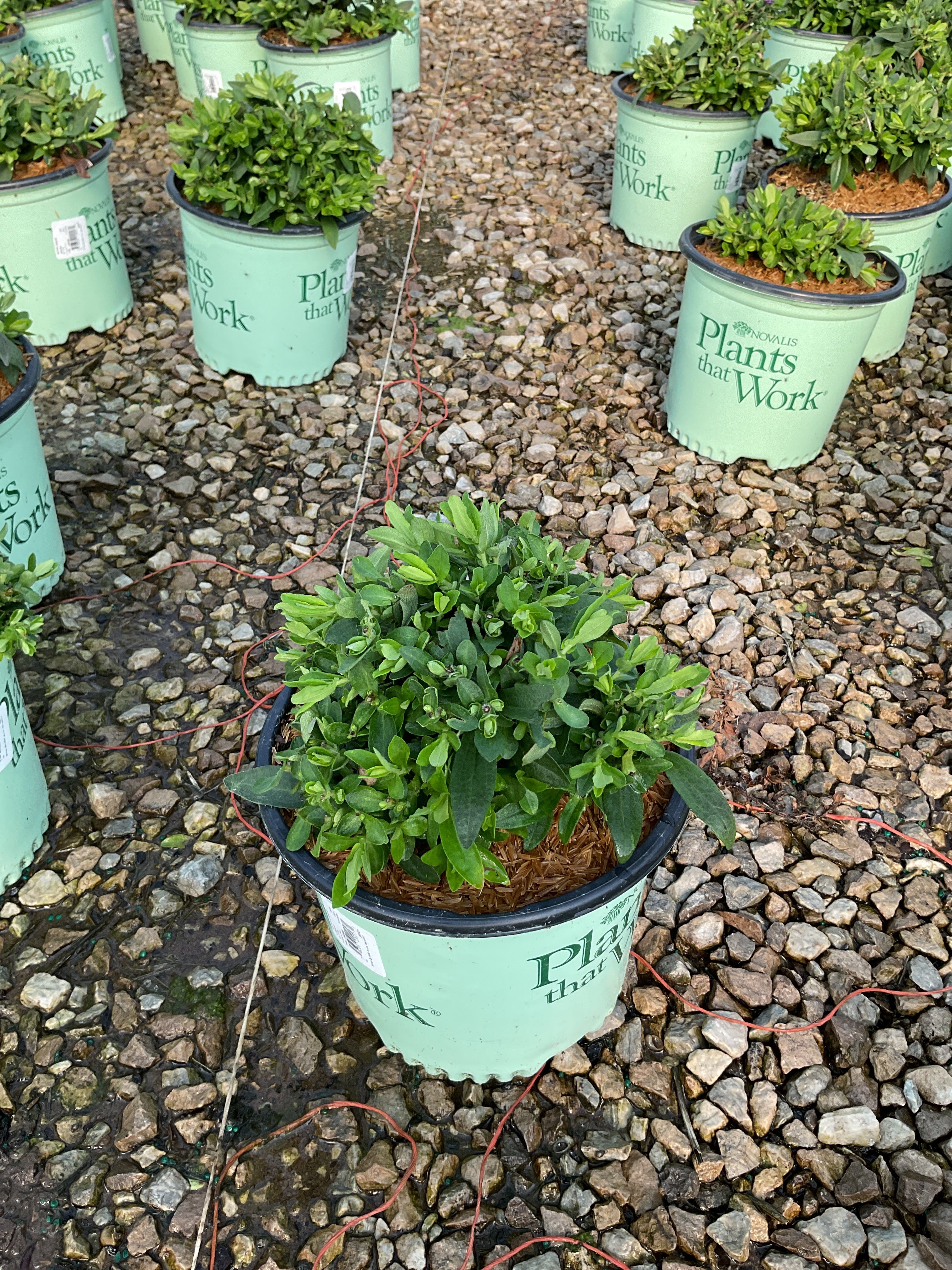 Aster grape 'Crush'
