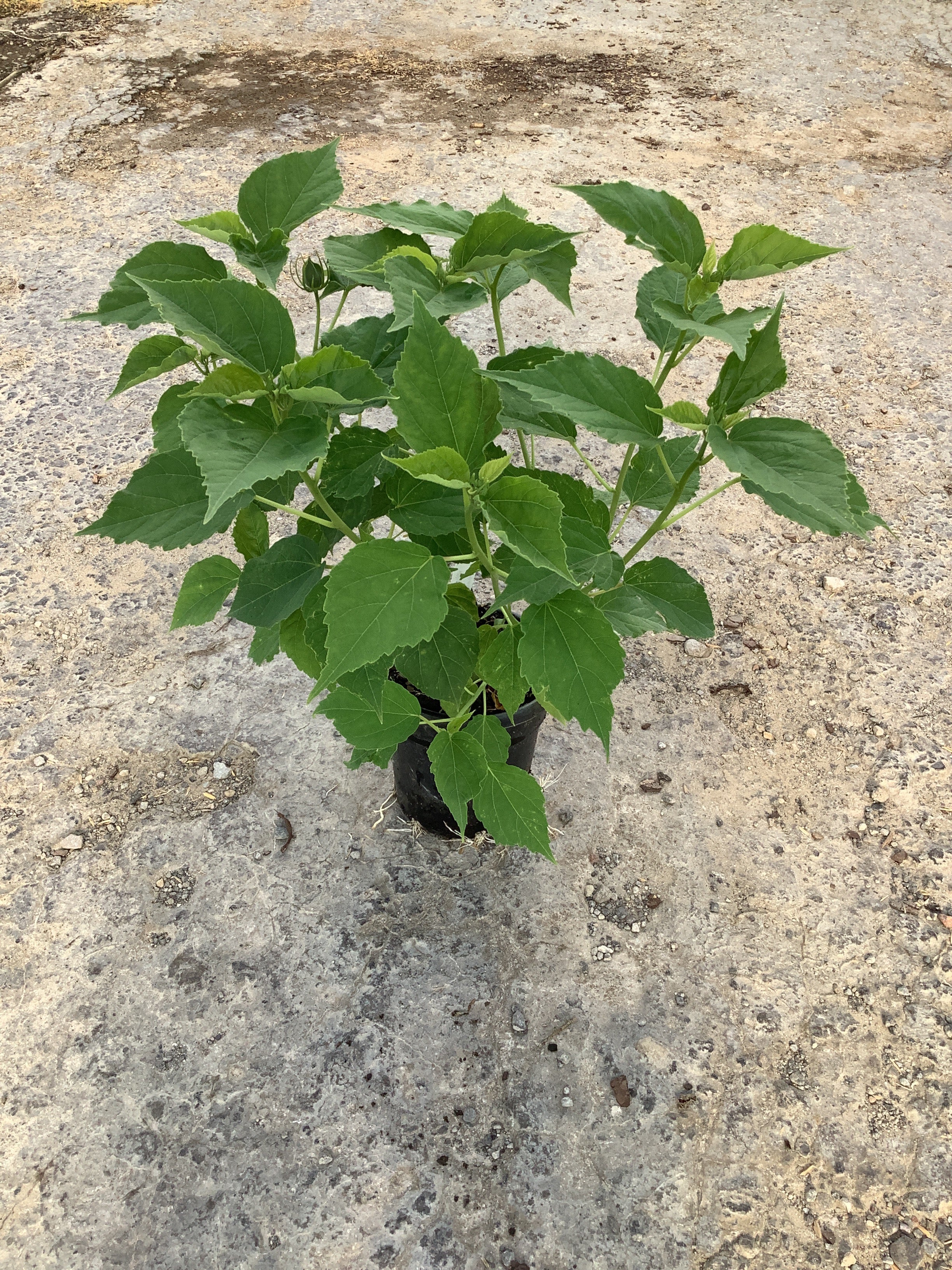Hibiscus moscheutos 'Luna Rose'