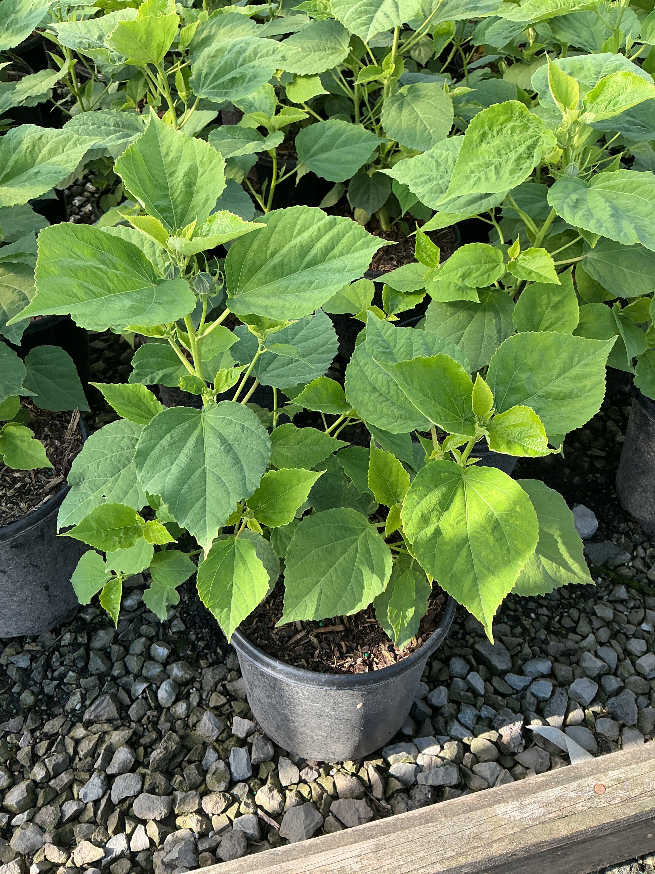 Hibiscus moscheutos 'Luna Rose'