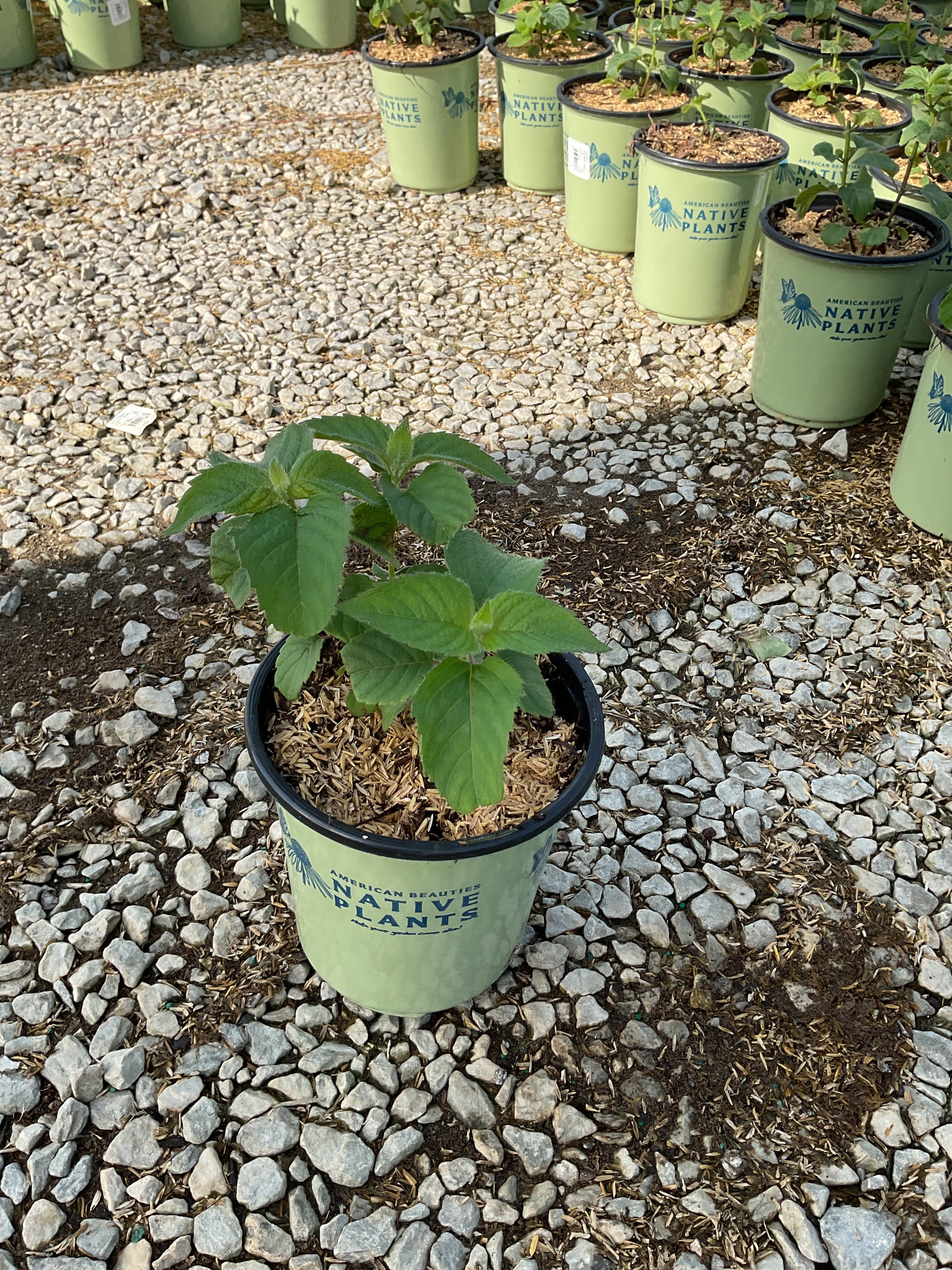 Monarda 'Raspberry Wine'