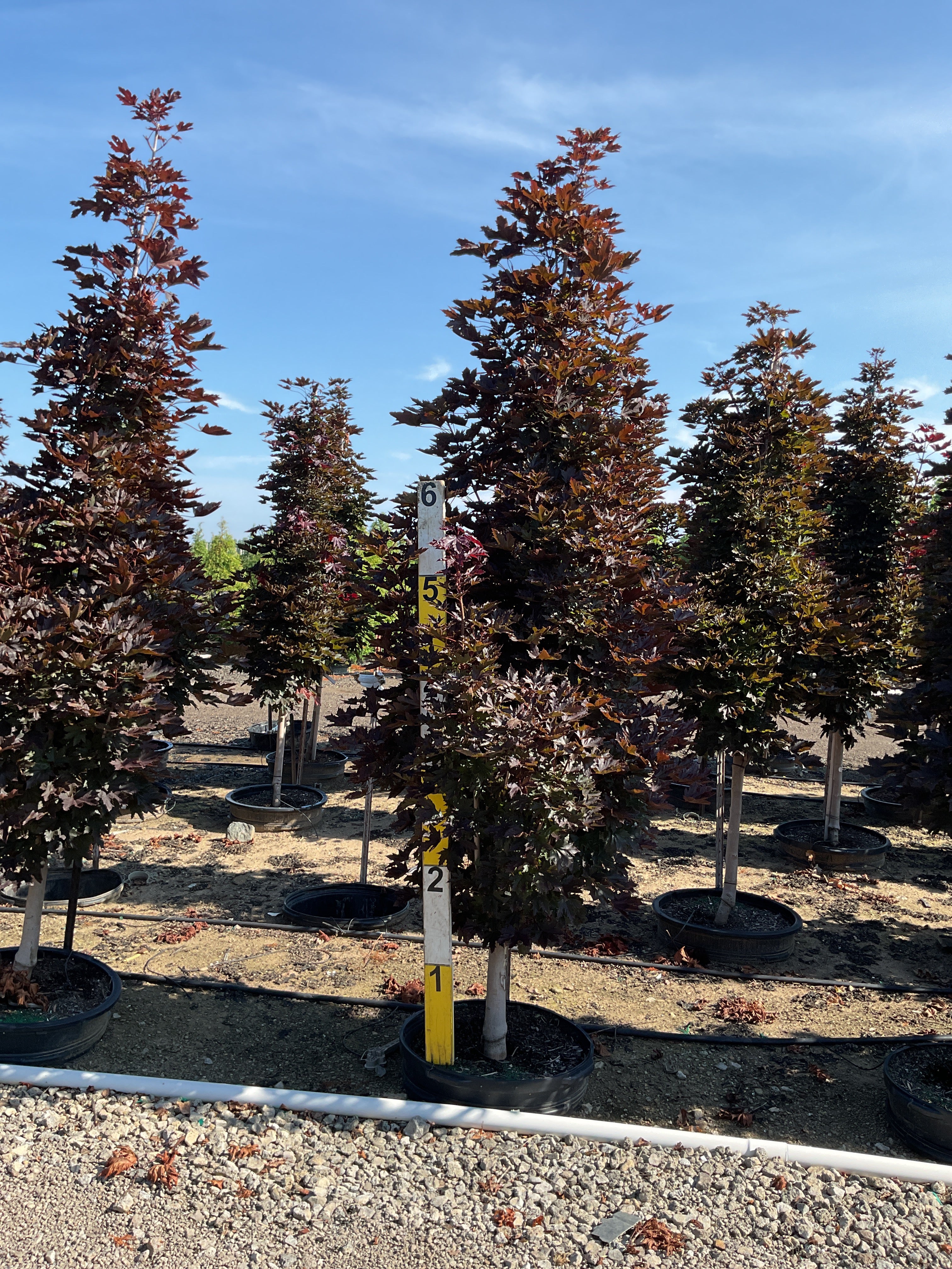 Acer platanoides 'Crimson Sentry'