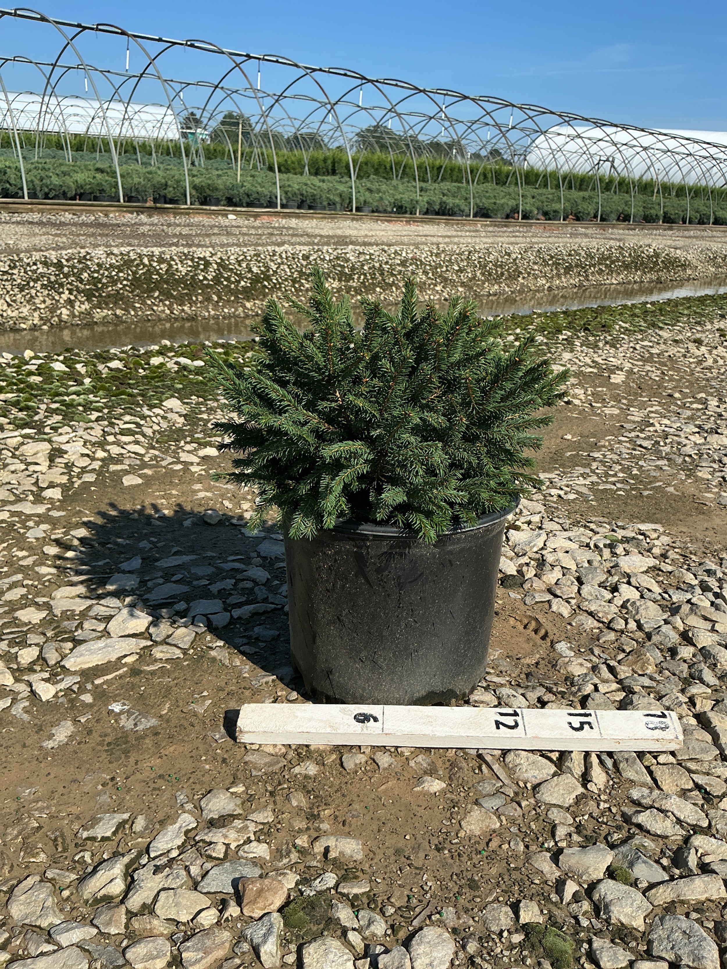 Picea abies 'Pumila'