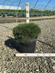 Pinus mugo 'Enci'