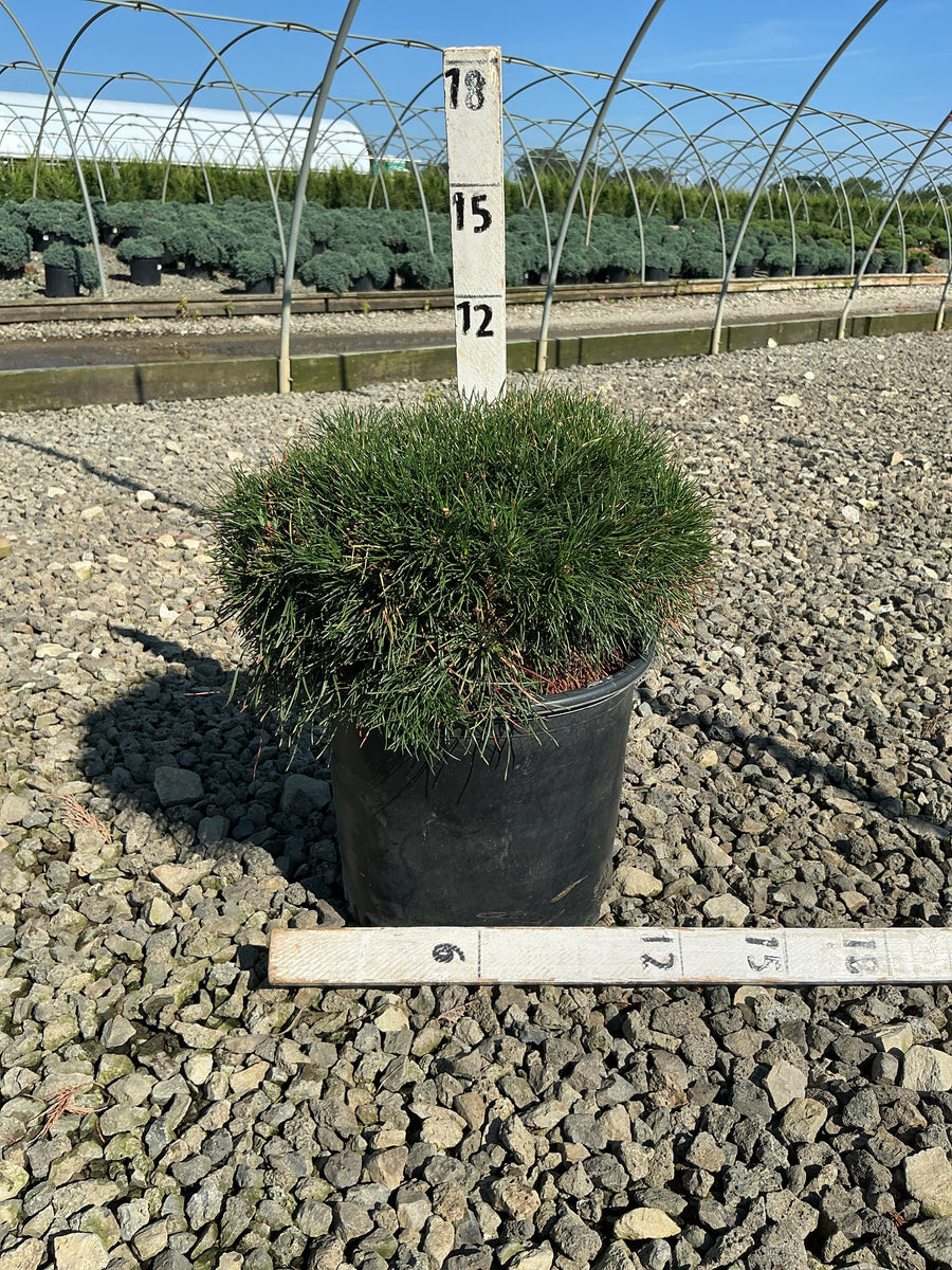 Pinus mugo 'Enci' â€” G3 12