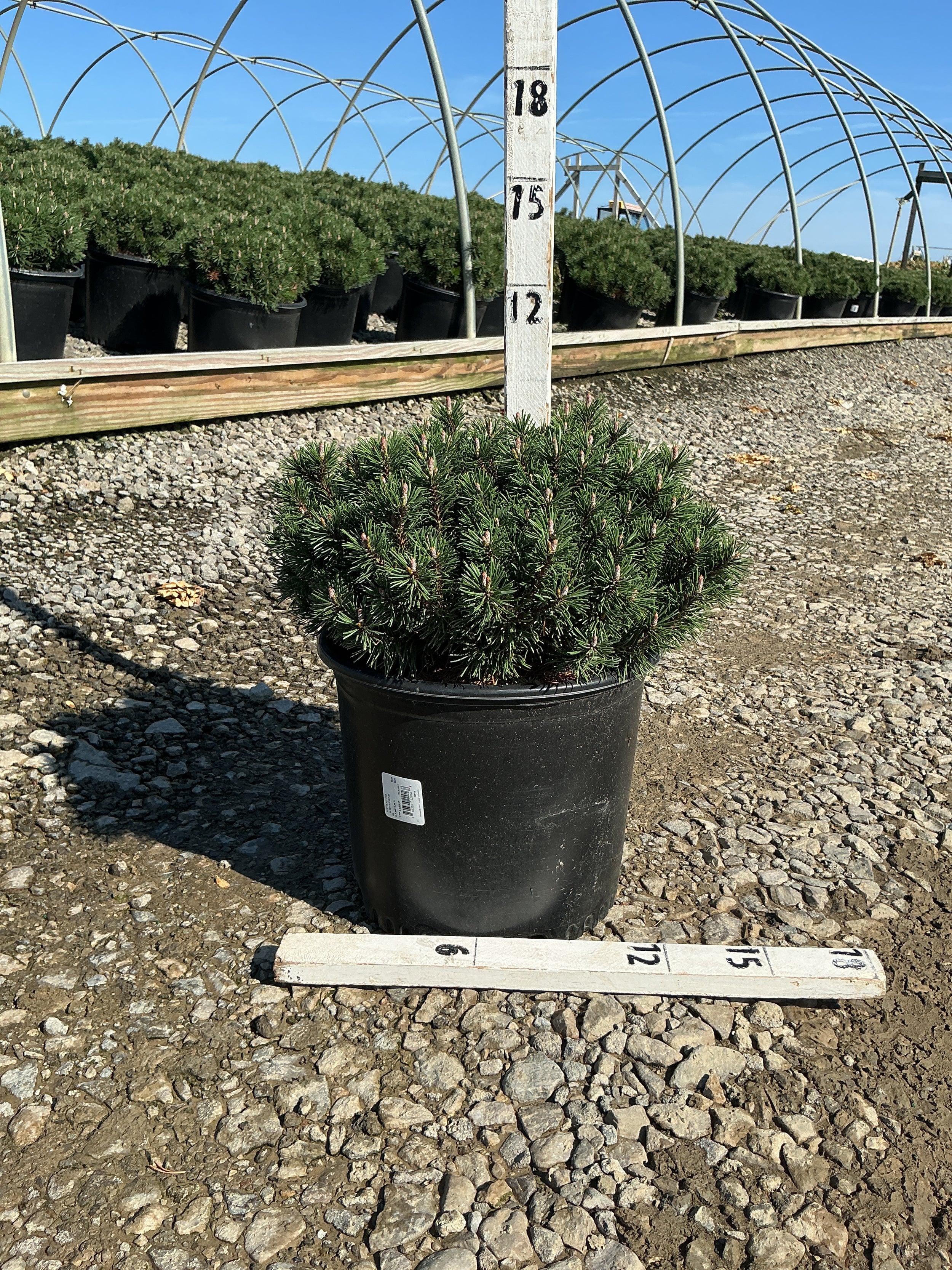 Pinus mugo ‘Slowmound’