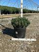 Pinus mugo ‘Slowmound’