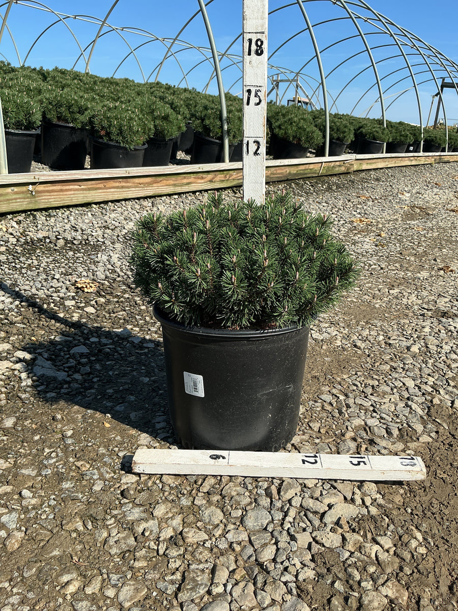 Pinus mugo ‘Slowmound’ â€” G3 12