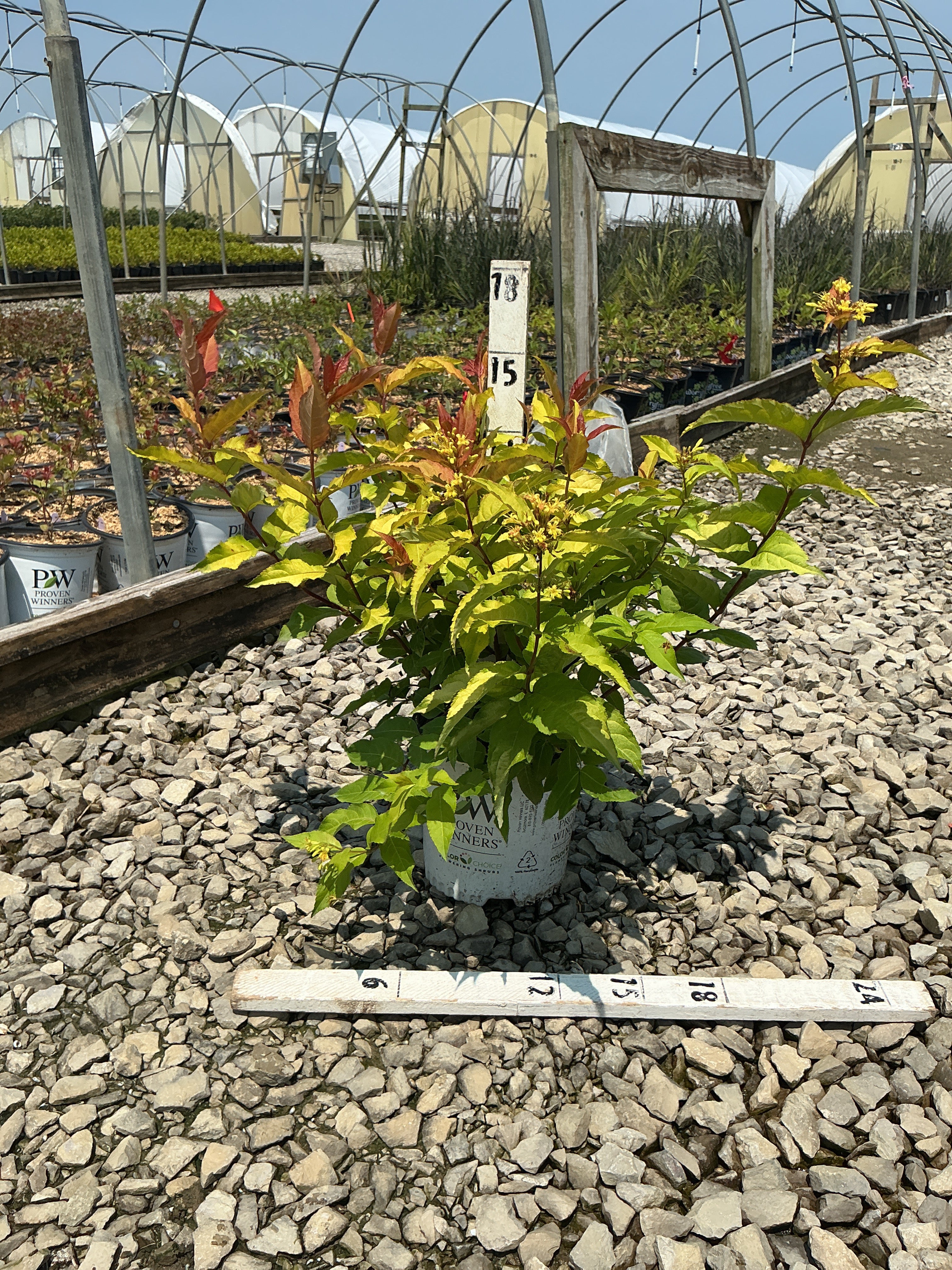 Diervilla sessilifolia 'Kodiak Fresh'