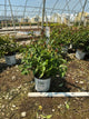 Diervilla sessilifolia 'Kodiak Black'