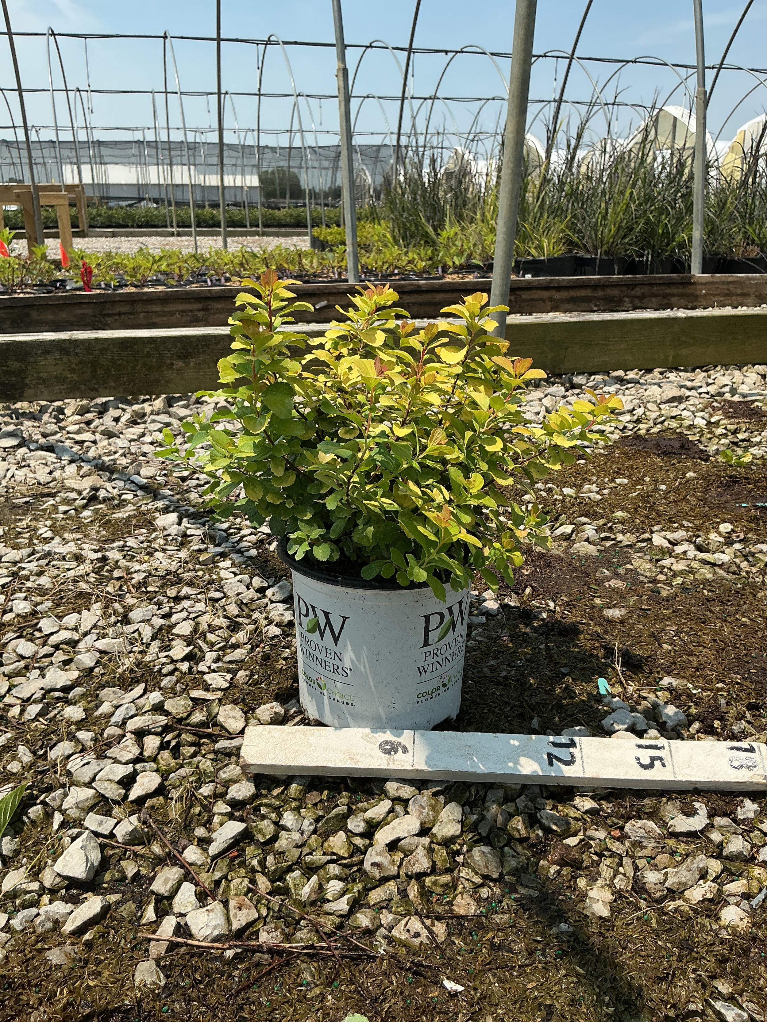 Spiraea BET 'Glow Girl'