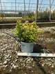 Spiraea BET 'Glow Girl'