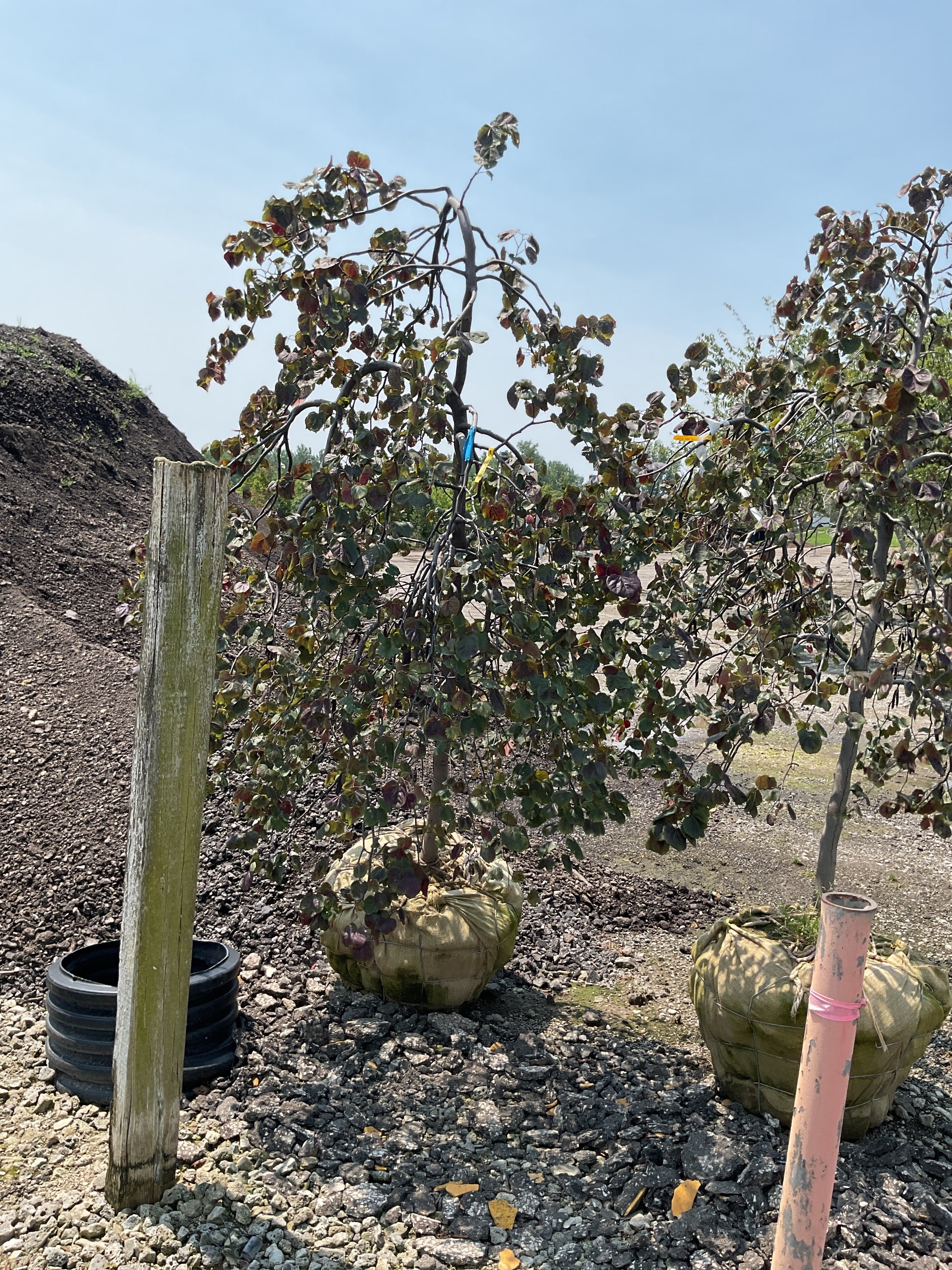 Cercis canadensis 'Ruby Falls'