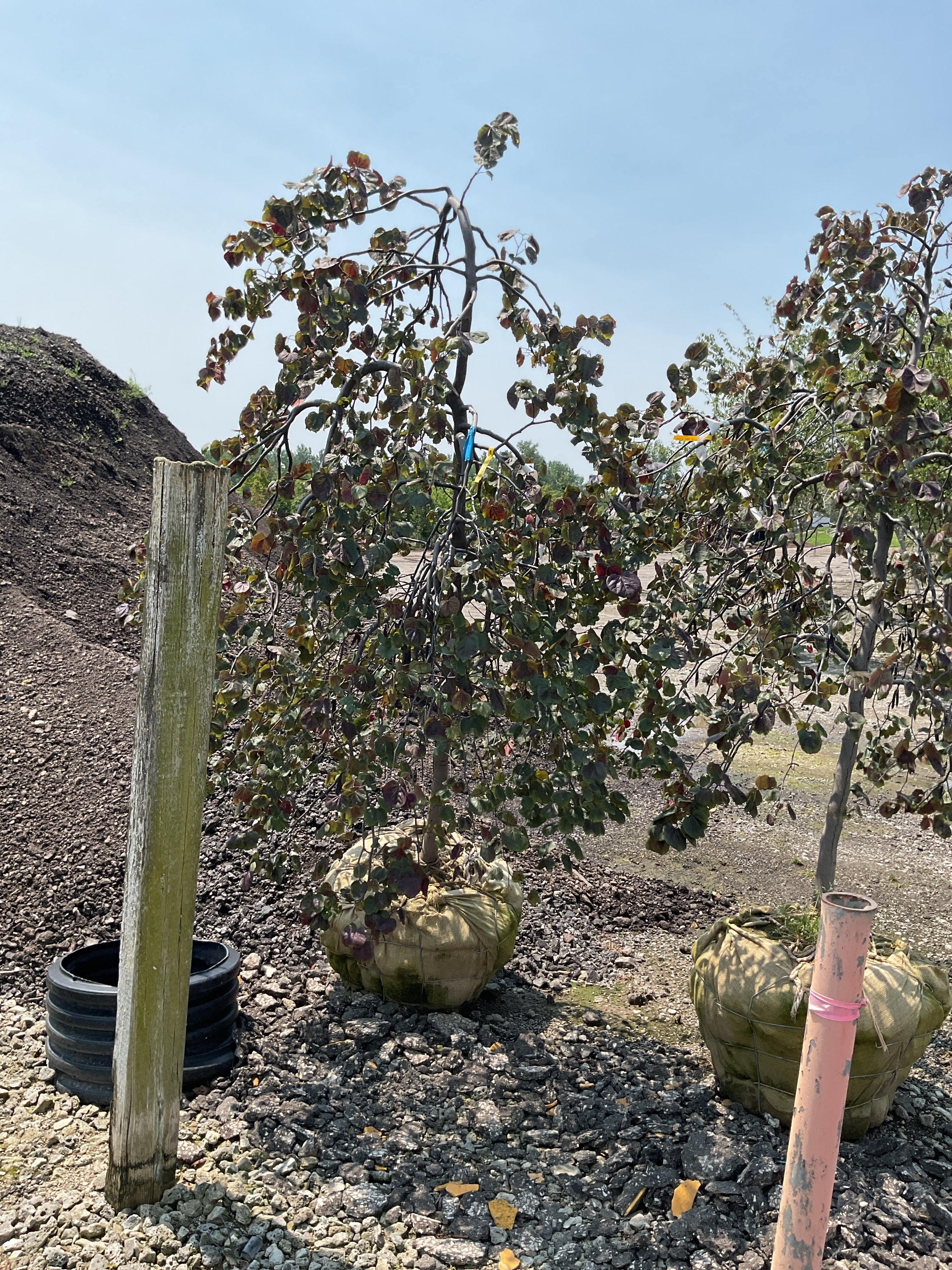 Cercis canadensis 'Ruby Falls'