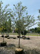 Amelanchier x Gr. 'Princess Diana'