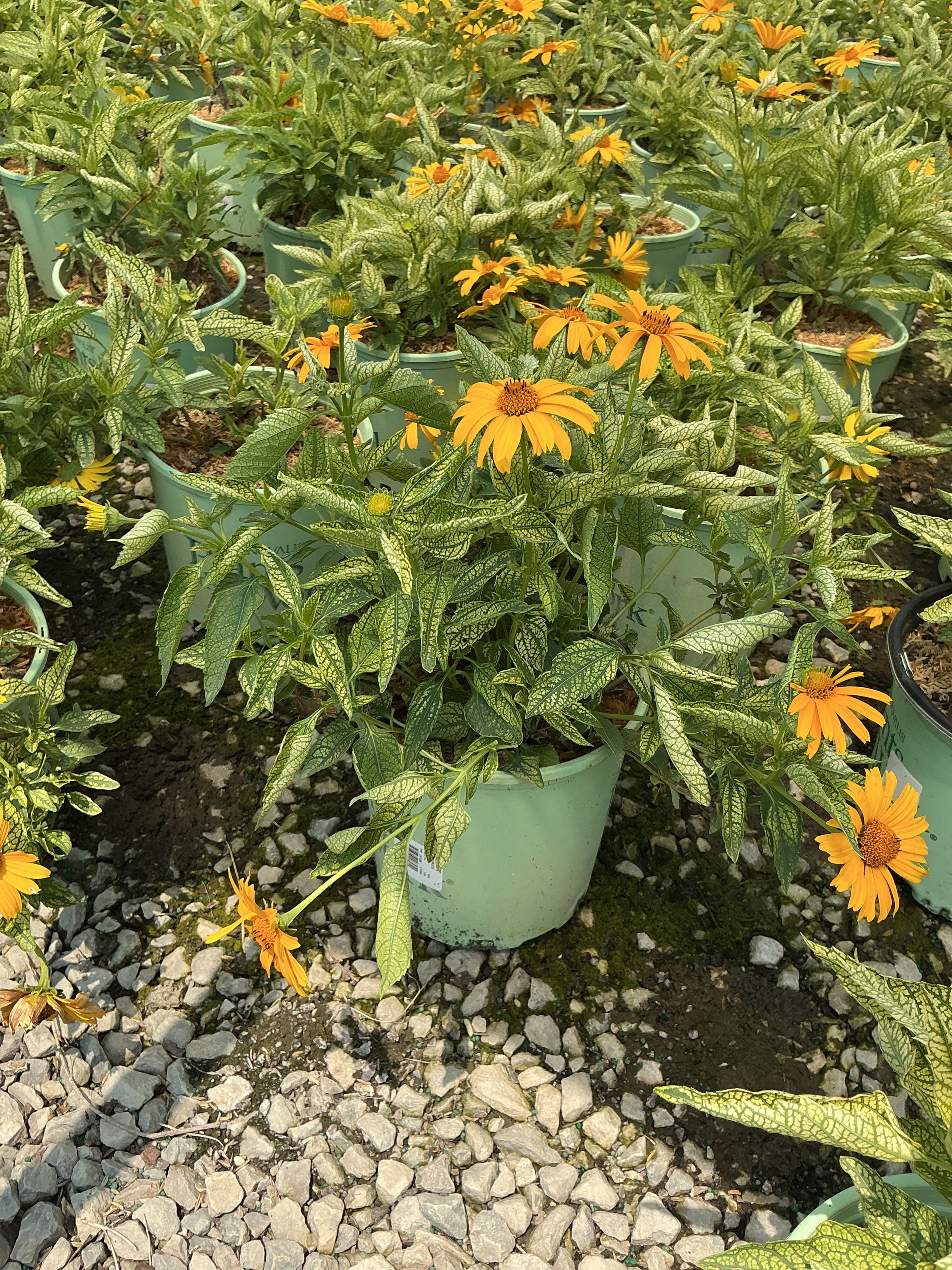 Heliopsis helianthoides 'Sunstruck'