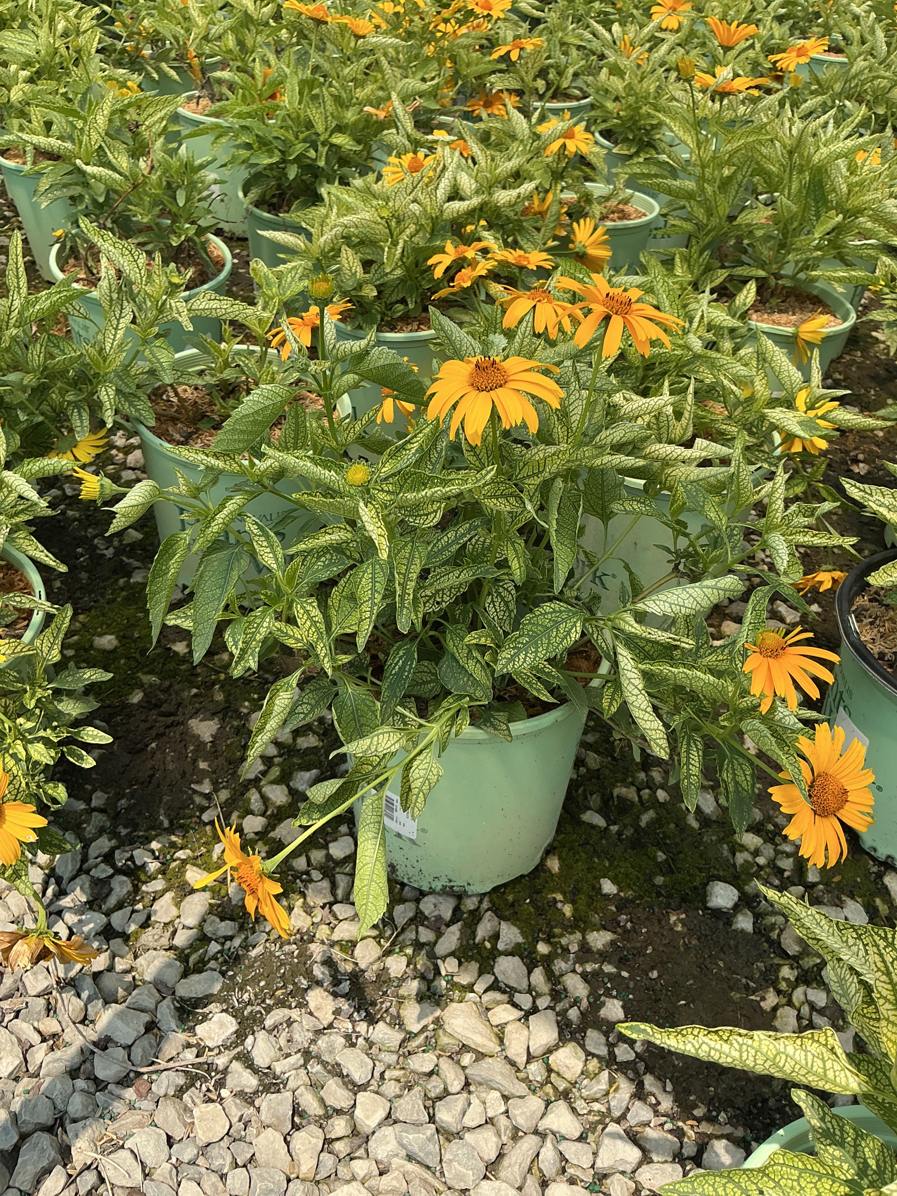 Heliopsis helianthoides 'Sunstruck'