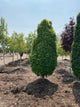 Carpinus betulus 'Columnaris Nana'