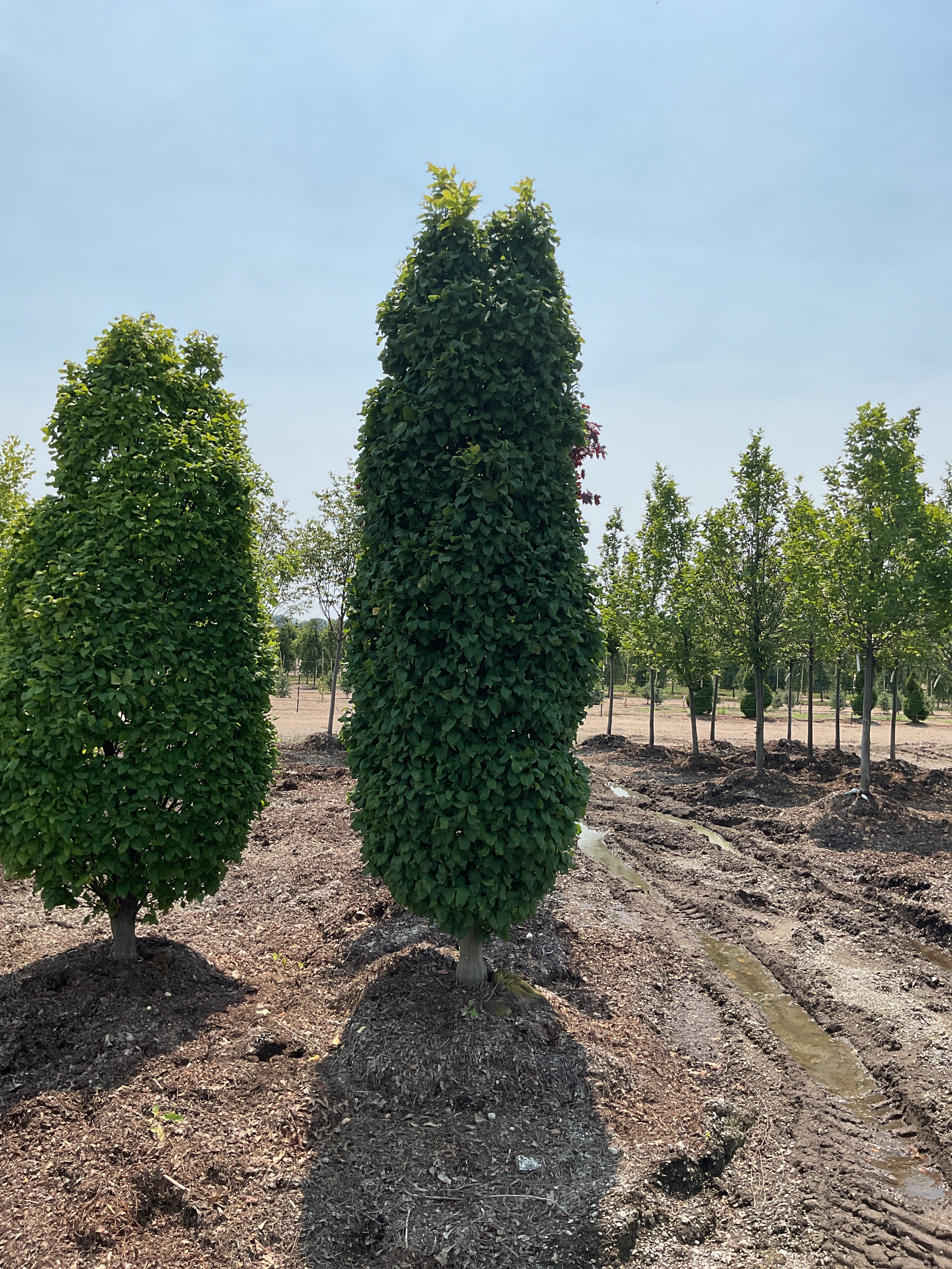 Carpinus betulus 'Columnaris Nana'
