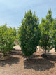Carpinus betulus 'Lucas'