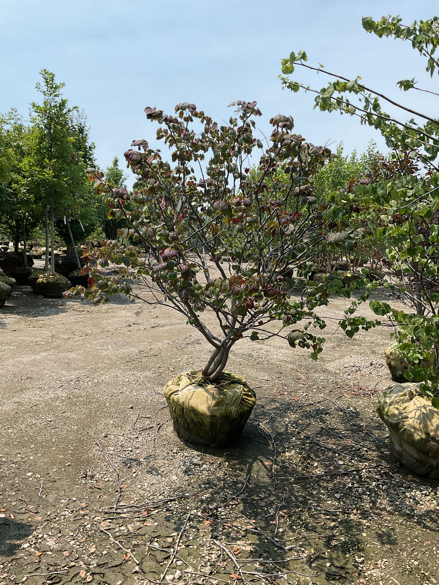 Cercis canadensis 'Forest Pansy' â€” BB 72