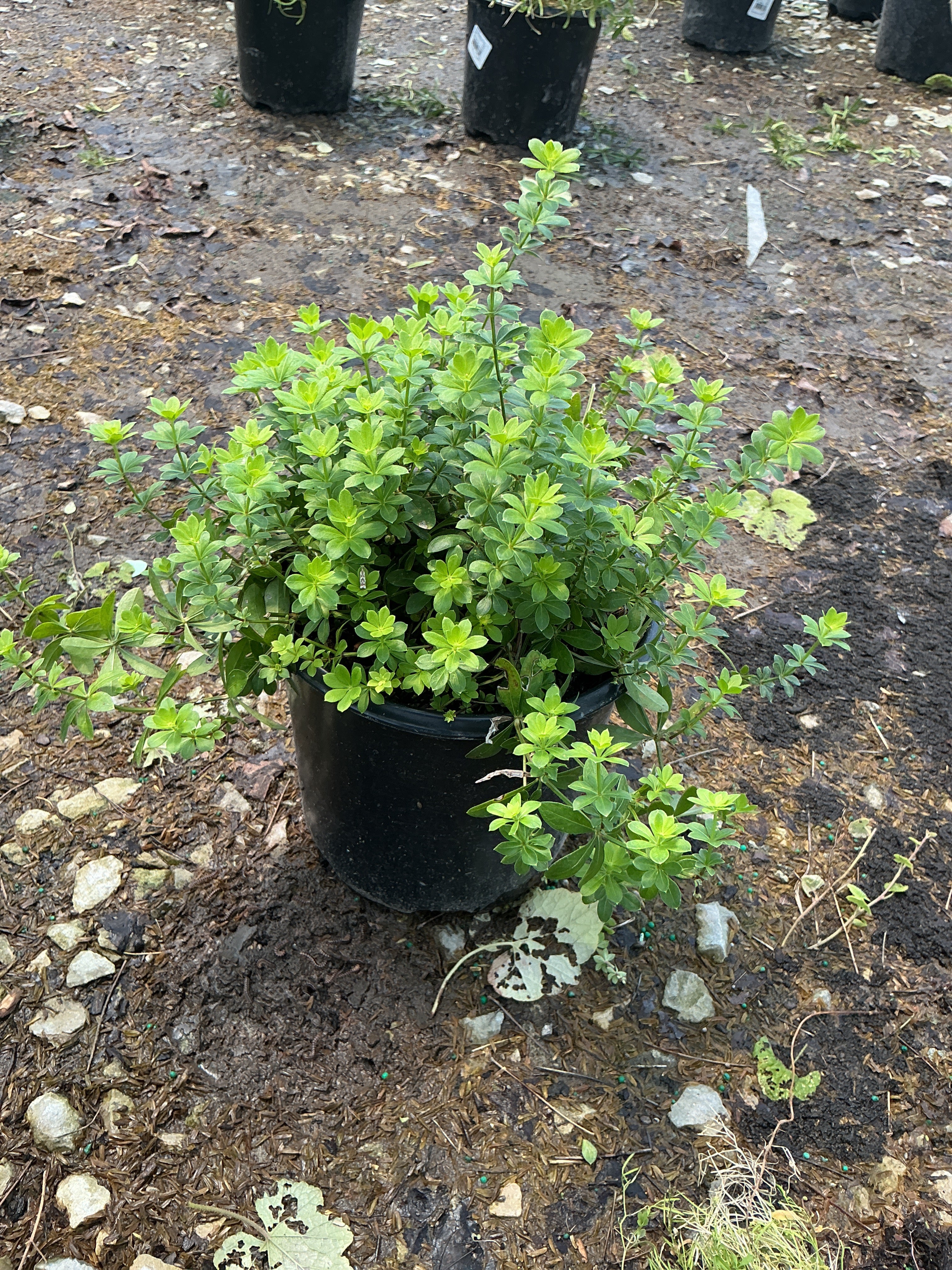 Galium odoratum