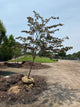 Cercis canadensis 'Forest Pansy'