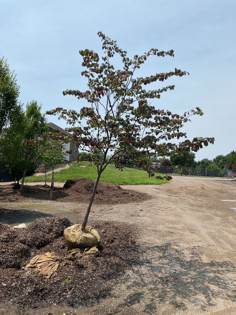 Cercis canadensis 'Forest Pansy' â€” BB 2.5