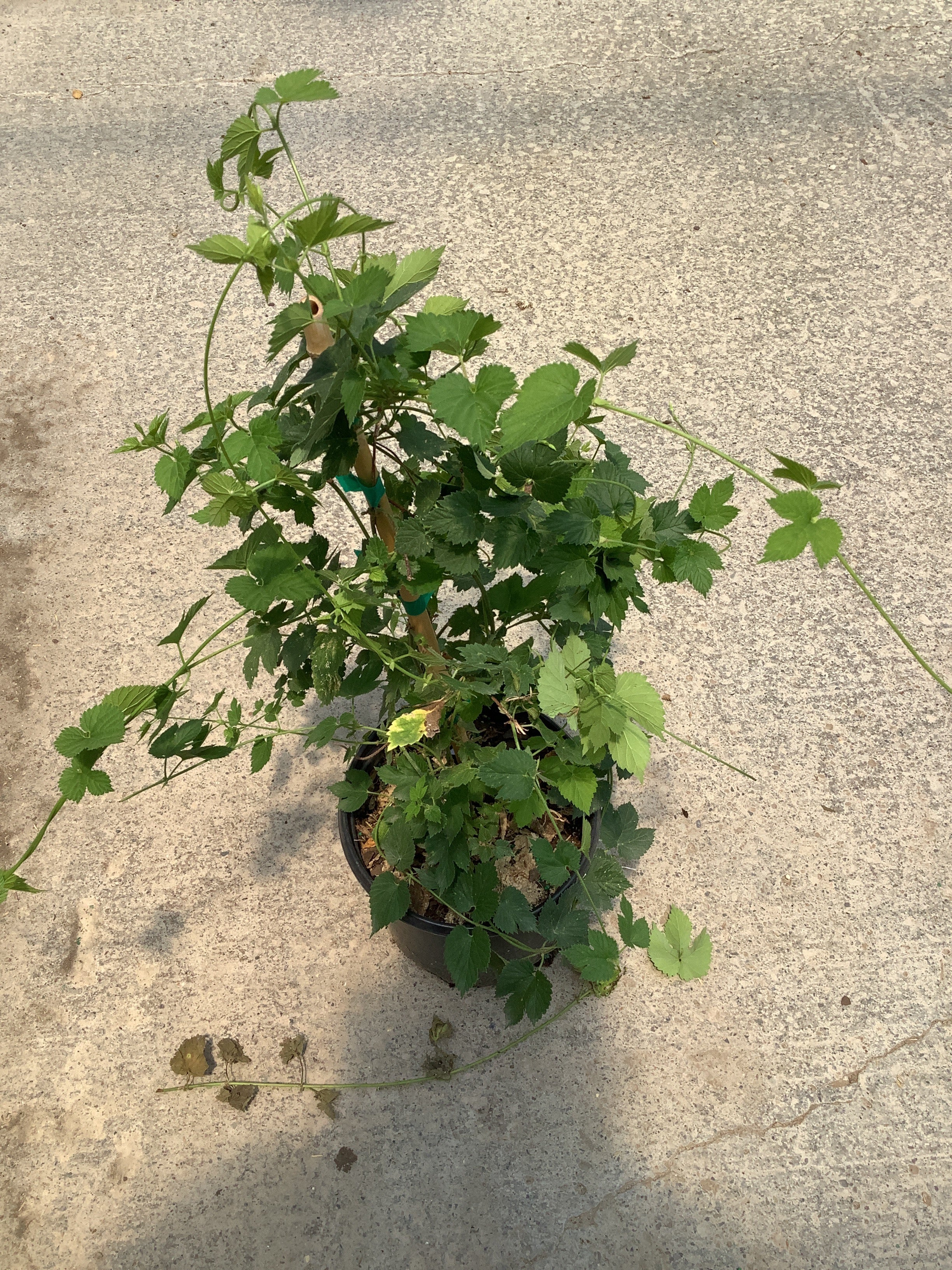 Humulus lupulus 'Chinook'