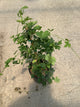 Humulus lupulus 'Chinook'