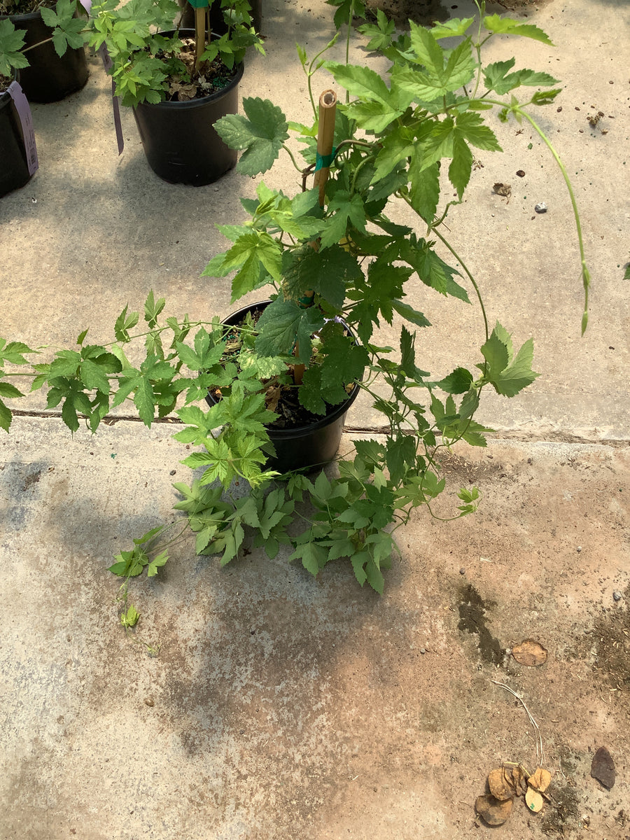 Humulus lupulus ‘Zeus’