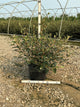 Viburnum x pragense 'Pragense'