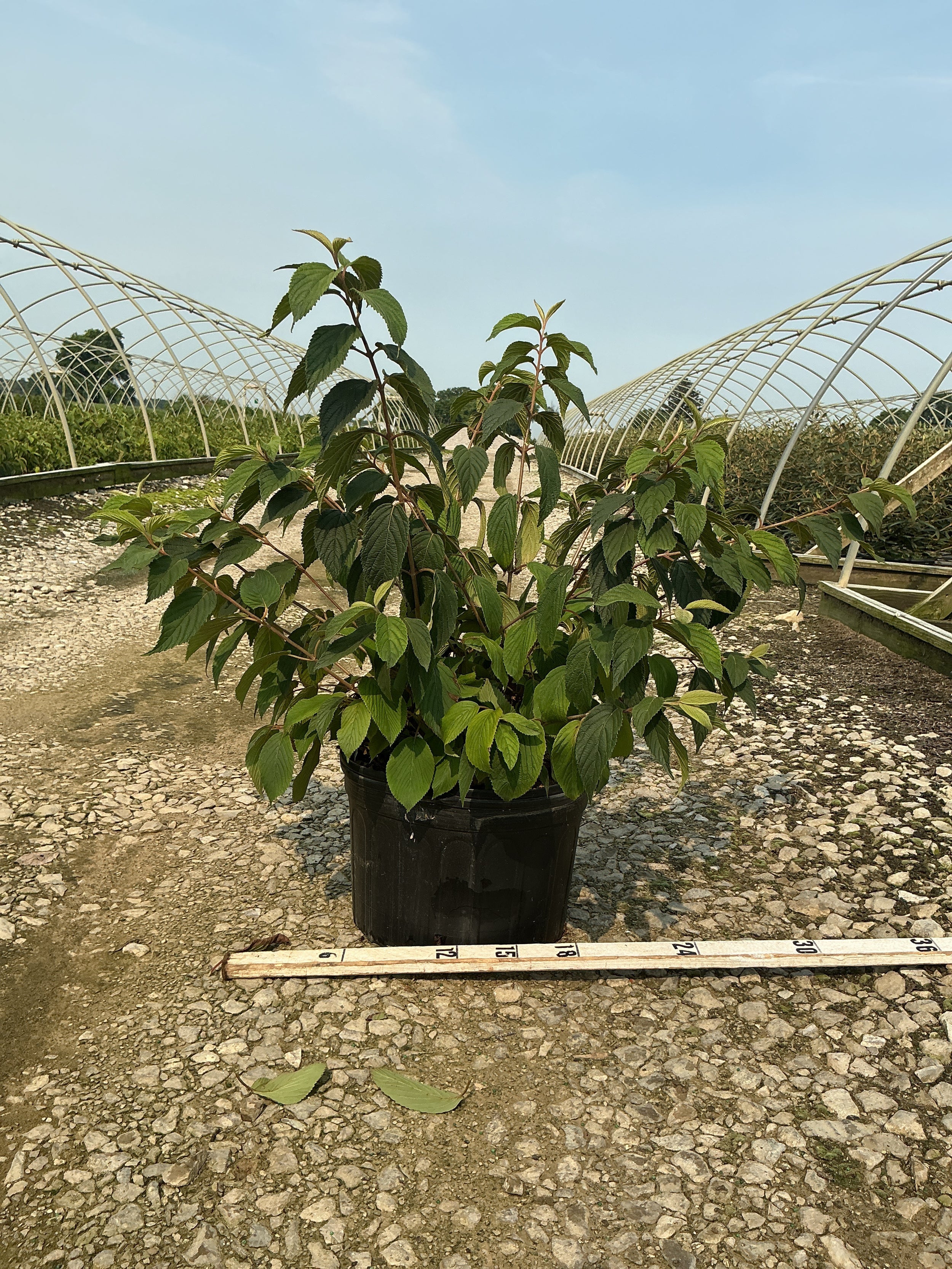 Viburnum plicatum 'Mariesii'