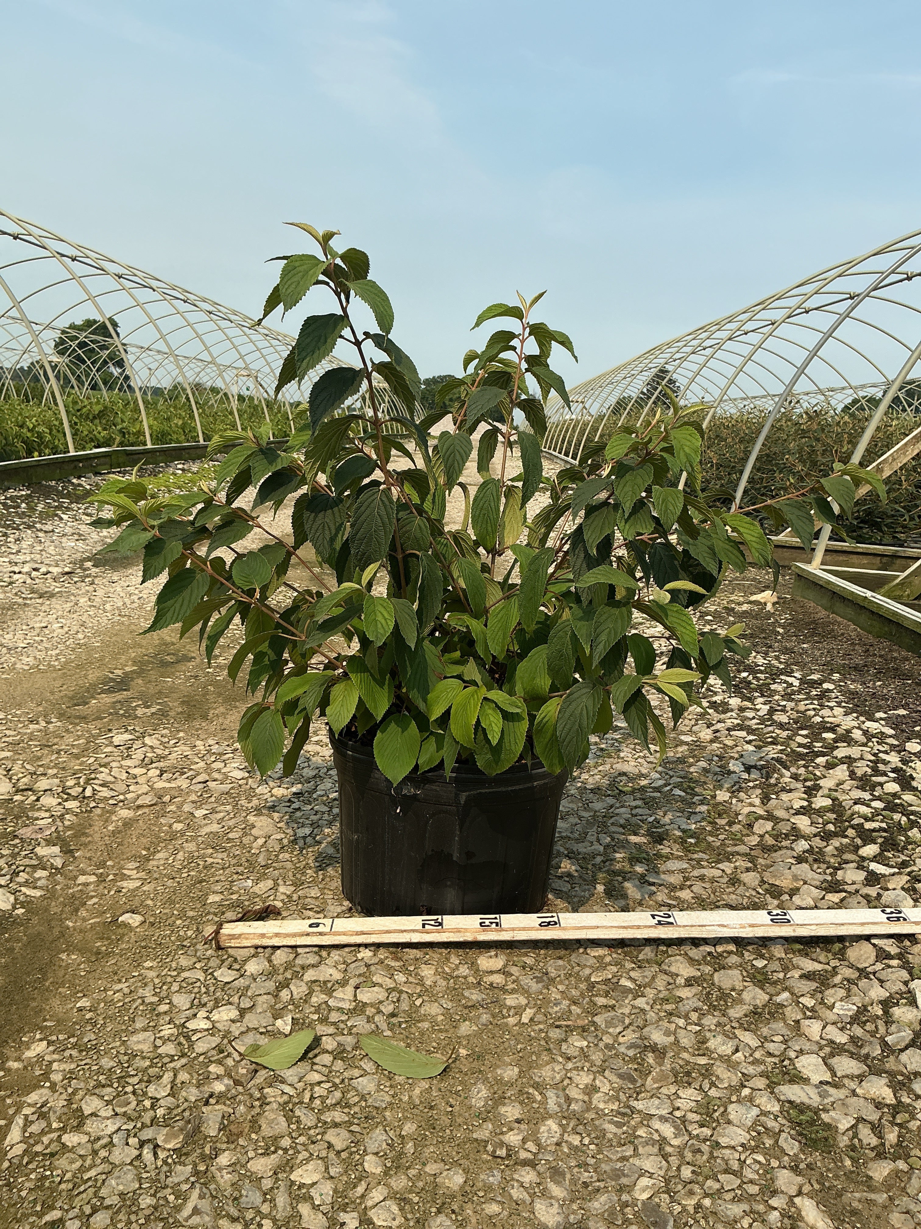Viburnum plicatum 'Mariesii'