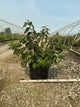 Viburnum plicatum 'Mariesii'