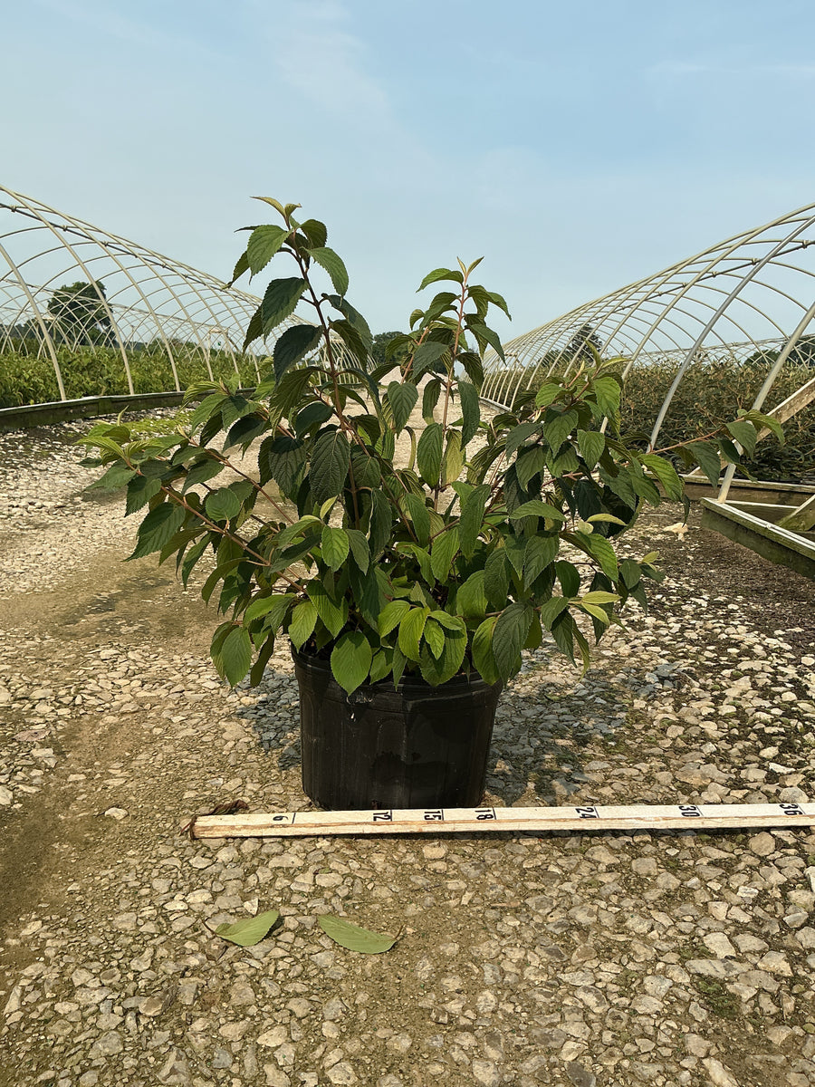 Viburnum plicatum 'Mariesii' â€” G5 18