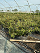 Viburnum plicatum 'Summer Snowflake'