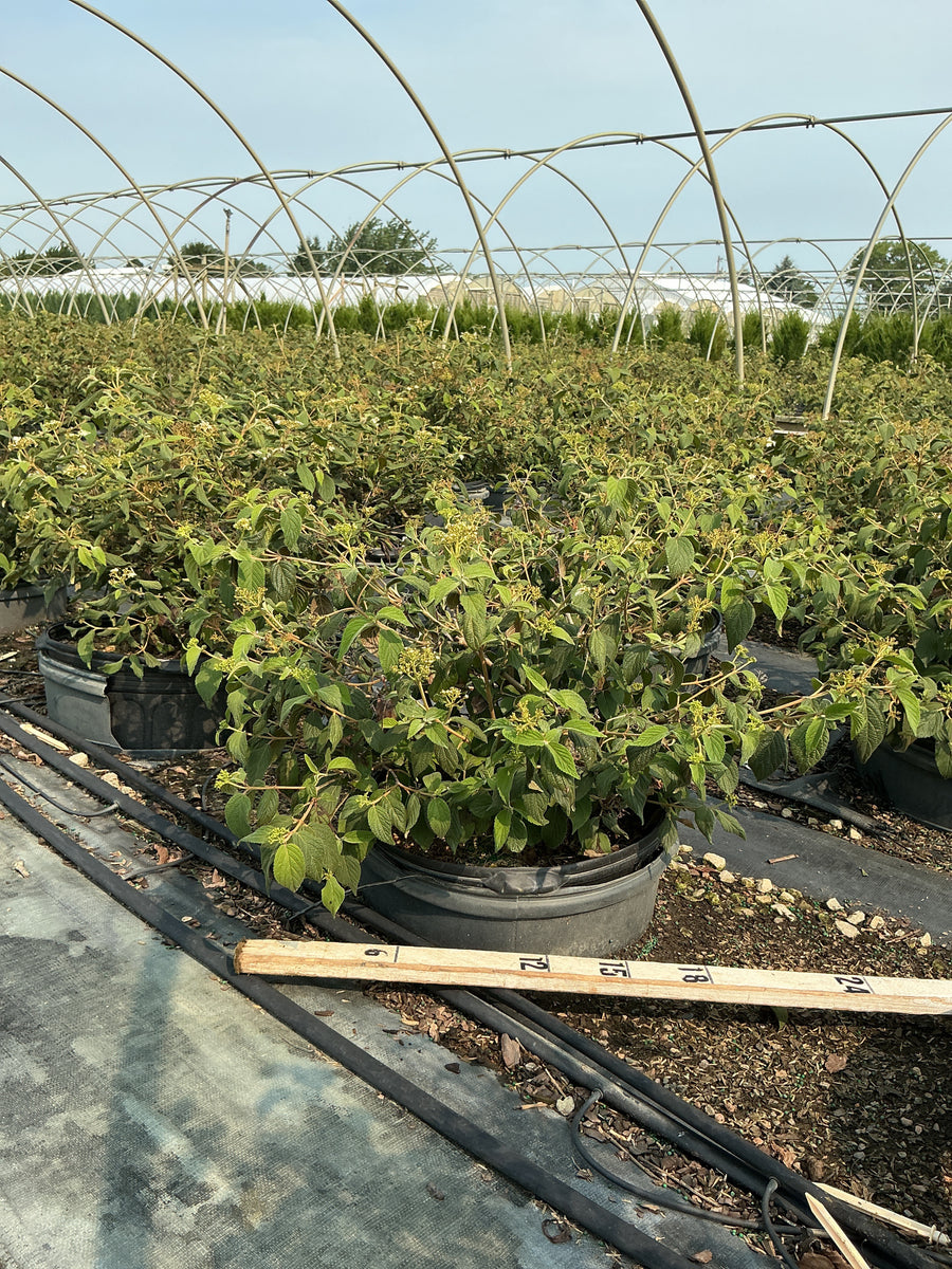 Viburnum plicatum 'Summer Snowflake' â€” G5 18