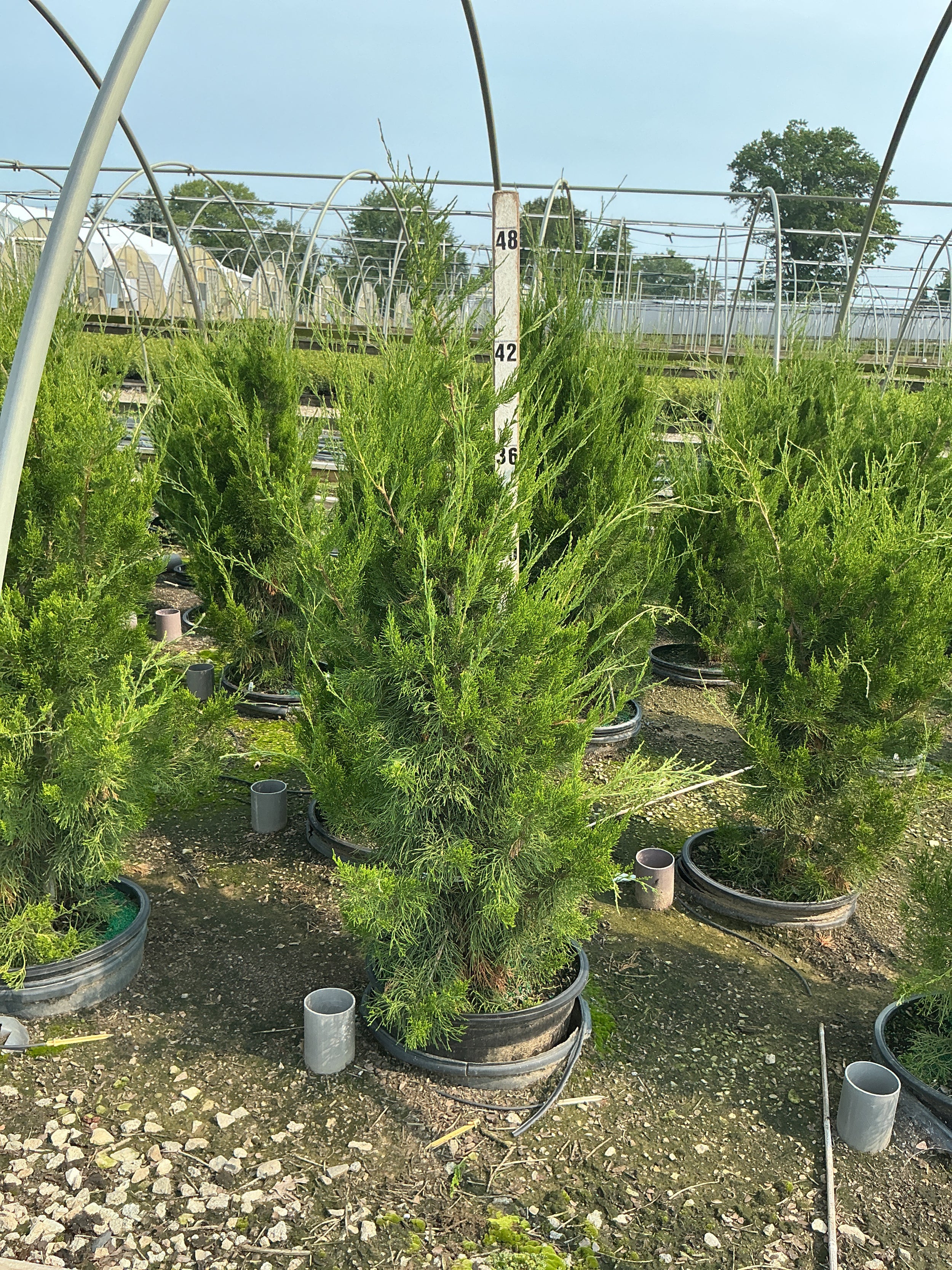 Juniperus virginiana 'Brodie'