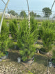 Juniperus virginiana 'Brodie'