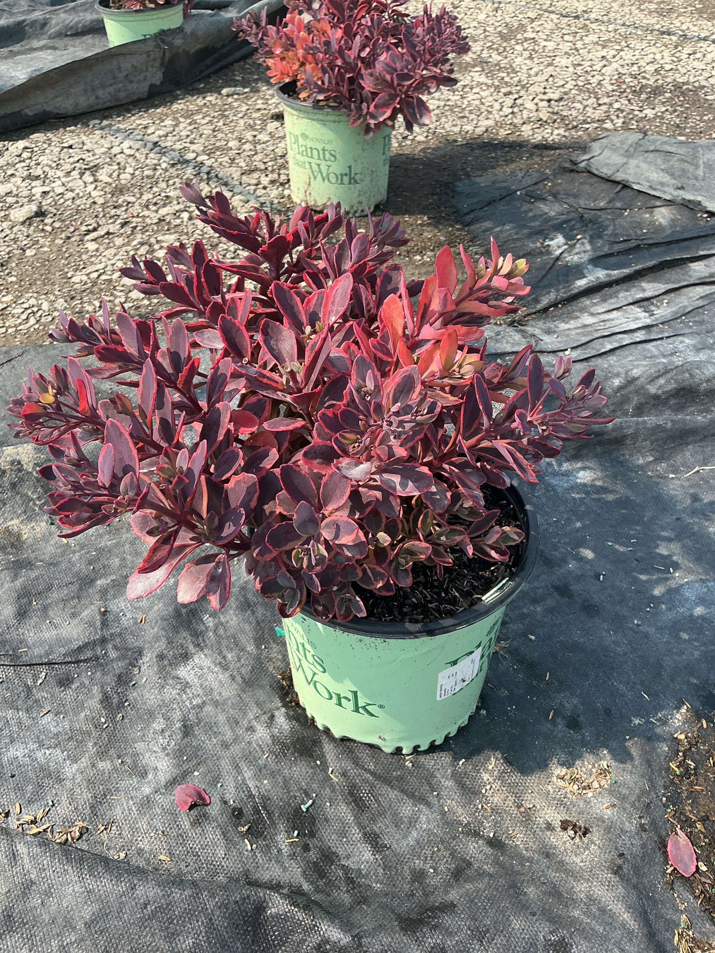 Sedum dazzling 'Dynamite'