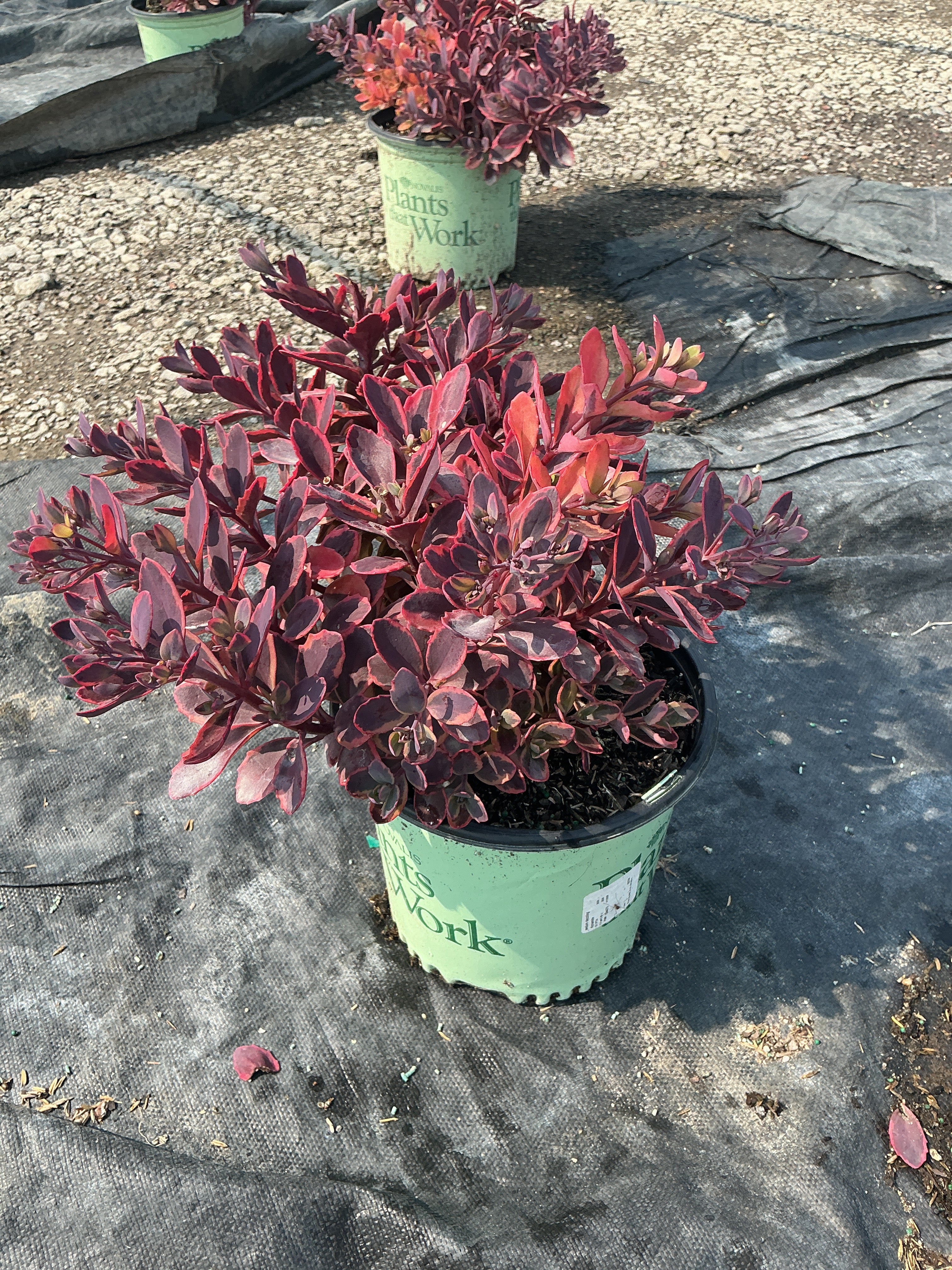 Sedum dazzling 'Dynamite'