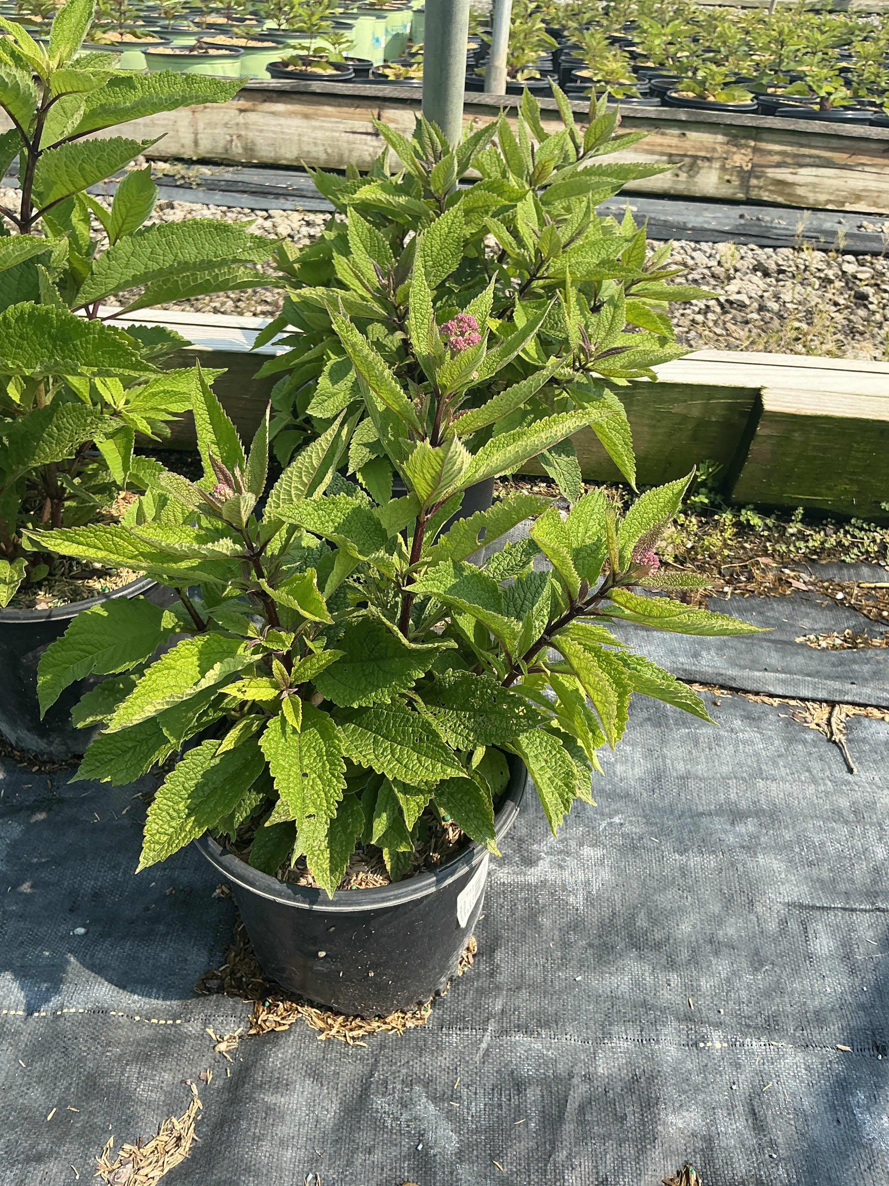 Eupatorium P 'Euphoria Ruby'